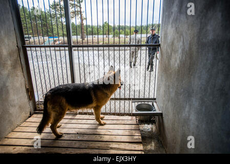 Kiew, Ukraine. 1. April 2015. Polizeihund und Training. Deutscher Schäferhund steht an ihrer Hundehütte auf Miliz Hundeausbildung und Zucht-Zentrum, Kiew, Ukraine. 1 April. Bildnachweis: Oleksandr Rupeta/Alamy Live-Nachrichten Stockfoto