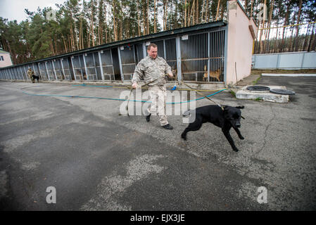 Kiew, Ukraine. 1. April 2015. Polizeihund und Training. Trainer geht mit Labrador bei Miliz Hundeausbildung und Zucht-Zentrum, Kiew, Ukraine. 1 April. Bildnachweis: Oleksandr Rupeta/Alamy Live-Nachrichten Stockfoto