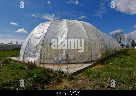 Vancouver, Kanada. 1. April 2015. Eine Raumkapsel geformt landwirtschaftliche Biodome ist auf einem Bauernhof in der Stadt von Surrey in der Nähe von Vancouver, Kanada, 1. April 2015 gesehen. Der 3.000 Quadratmeter große Biodome ist eine geschlossene, geschlossene Umgebung. Paneele werden erstellt, mithilfe einer speziellen Kunststofffolie, die fast totale von Umwelt Isolierung, Umweltverschmutzung und Krankheiten zu vermeiden. Pflanzen ohne Erde wachsen und verbrauchen 10 mal weniger Wasser als die konventionelle Landwirtschaft. Diese Biodome wurde von einem lokalen Technologieunternehmen gebaut,, das Welternährungsproblem Mangel helfen soll. Bildnachweis: Xinhua/Alamy Live Ne Stockfoto