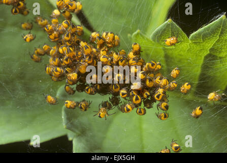 Garten Spider Jungspinnen - Araneus diadematus Stockfoto