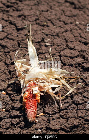 Cob von roter Mais liegt auf trocken getrockneten Boden teilweise Rohreis. Stockfoto