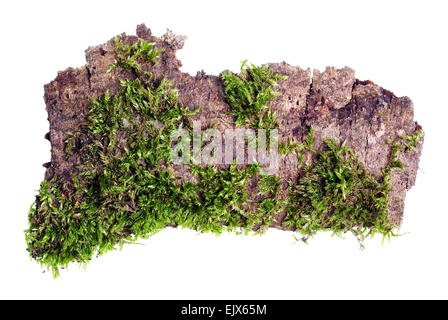 Tropische Insel Draufsicht isoliert Konzept. Das grüne Moos wächst auf ein Stück Rinde eines Baumes Makro. Stockfoto