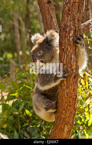 Koala (Phascolarctos Cinereus) im Yanchep National Park, Western Australia Stockfoto