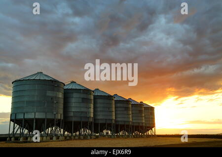 Sechs Getreidesilos in der Abenddämmerung auf Breeza Station - Breeza, NSW, Australien. Dieser Bereich ist Teil der Liverpool Plains-Region. Stockfoto