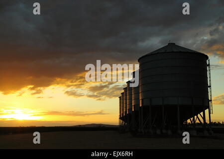 Sechs Getreidesilos in der Abenddämmerung auf Breeza Station - Breeza, NSW, Australien. Dieser Bereich ist Teil der Liverpool Plains-Region. Stockfoto