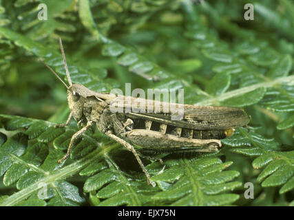 Gemeinsamen Feld Grasshopper - Chorthippus brunneus Stockfoto
