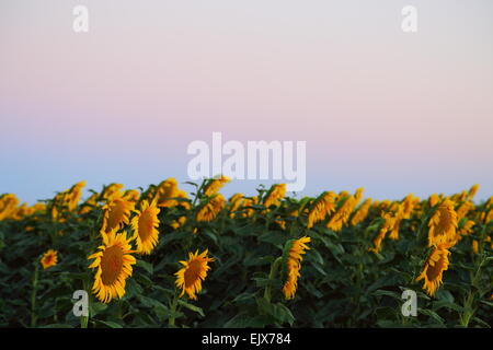 Sonnenblumen mit Blick nach Osten in der Nähe von den Städten Breeza und Caroona an der Liverpool Plains, New-South.Wales, Australien. Stockfoto