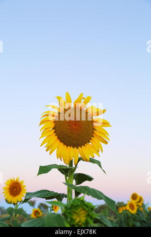 Sonnenblumen mit Blick nach Osten in der Nähe von den Städten Breeza und Caroona an der Liverpool Plains, New-South.Wales, Australien. Stockfoto