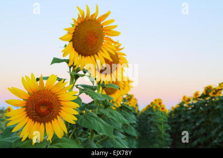 Sonnenblumen mit Blick nach Osten in der Nähe von den Städten Breeza und Caroona an der Liverpool Plains, New-South.Wales, Australien. Stockfoto