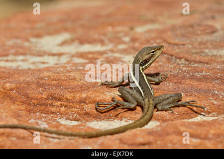 Long-Nosed Dragon (Gowidon longirostris) im Kalbarri National Park, Western Australia Stockfoto