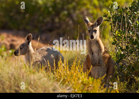 Gemeine Wallaroos (Macropus robustus) im Cape Range National Park, Western Australia Stockfoto