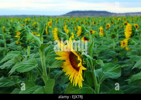 Sonnenblumen mit Blick nach Osten in der Nähe von den Städten Breeza und Caroona an der Liverpool Plains, New-South.Wales, Australien. Stockfoto