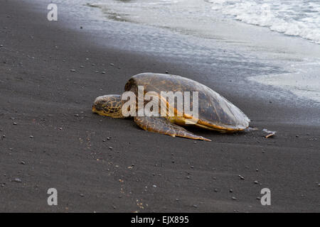 Grüne Meeresschildkröten an Land auf Big Island, Hawaii Stockfoto