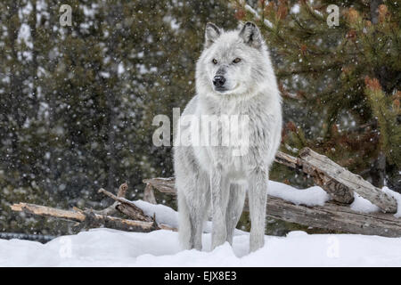 Grauer Wolf im Winterschnee Stockfoto