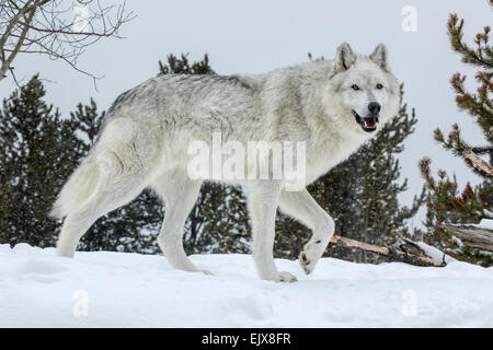 Grauer Wolf im Winterschnee Stockfoto