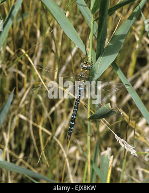 Migrationshintergrund Hawker - Aeshna mixta Stockfoto