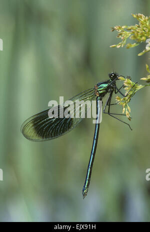 Gebänderten Prachtlibelle - Calopteryx splendens Stockfoto