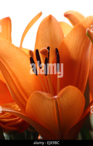 Blume, Frühling, gelb, Geruch Stockfoto