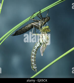 Südlichen Hawker - Aeshna Cyanea - Erwachsener aus larvalen Haut Stockfoto