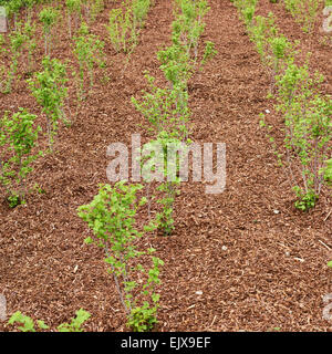 Genaue Reihen von Johannisbeere Sämlinge Stockfoto