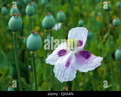 Medizinische Schlafmohn (Papaver Somniferum) kultiviert in den Chiltern Hills-Oxfordshire-England-UK Stockfoto