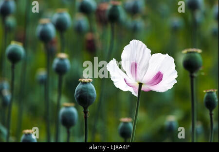 Medizinische Schlafmohn (Papaver Somniferum) kultiviert in den Chiltern Hills-Oxfordshire-England-UK Stockfoto