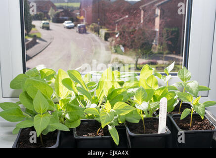 Petunia und süß Pfeffer Sämlinge auf einem Süd gerichteten Fensterbrett Stockfoto