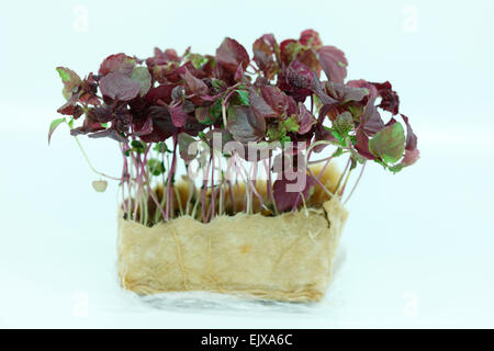 frisches und gesundes Baby-Leaf - Salat Mikro Jane Ann Butler Fotografie JABPF030 Stockfoto