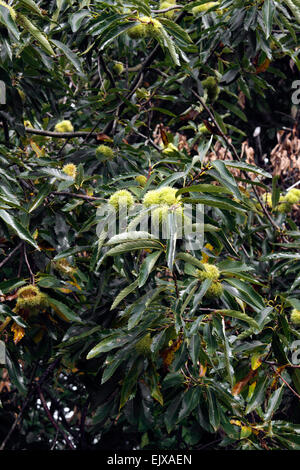 CASTANEA SATVA. EDELKASTANIE. Stockfoto