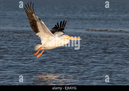 Amerikanischer weißer Pelikan (Pelecanus Erythrorhynchos) fliegen über Meer am Morgen, Galveston, Texas, USA. Stockfoto