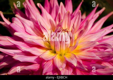 Eine Spitze Blütenblättern Dahlie wächst außerhalb mit Schloss Blütenblätter, die rosa und gelb. Stockfoto