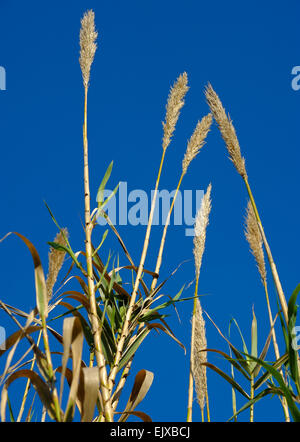 Schilf im Wind am blauen Himmel Stockfoto