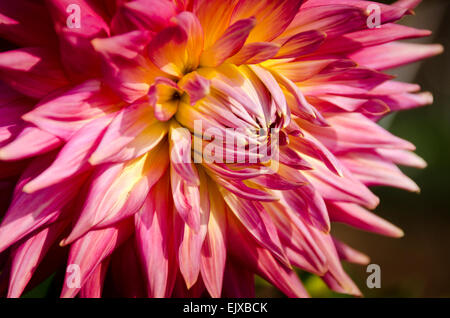 Eine Spitze Blütenblättern Dahlie wächst außerhalb mit Schloss Blütenblätter, die rosa und gelb. Stockfoto