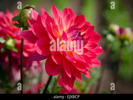 EINE HELL ROSA DAHLIE IM FREIEN IN EINEM GARTEN WACHSEN. Stockfoto