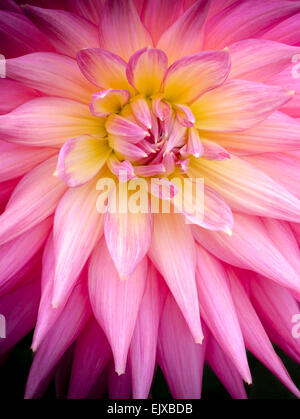 Nahaufnahme von einem stacheligen blättrige Dahlie mit abgestuften Blüten, rosa, am Rand, gelb in der Mitte. Stockfoto