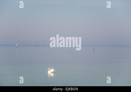 Ein einzelnes Höckerschwan schwimmt an der Küste der schwedischen Insel Öland mit der Öland-Brücke im Hintergrund. Stockfoto