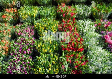 Detail der bunte Tulpe Blumensträuße überall auf eine Outdoor-Blumenmarkt Stockfoto