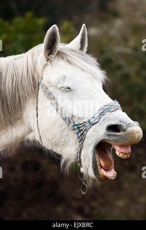 Porträt eines wiehernden Pferdes Stockfoto