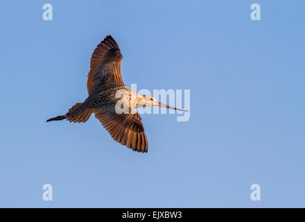 Marmorierte Uferschnepfe (Limosa Fedoa) fliegen, Galveston, Texas, USA. Stockfoto