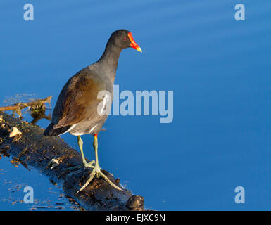 Gemeinsame Gallinule (Gallinula Galeata) in einem Sumpf gegen das ruhige Wasser, strahlend blauen Himmel widerspiegelt. Stockfoto