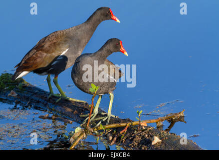 Ein paar gemeinsame Gallinules (Gallinula Galeata) in einem Sumpf gegen das ruhige Wasser, strahlend blauen Himmel widerspiegelt. Stockfoto