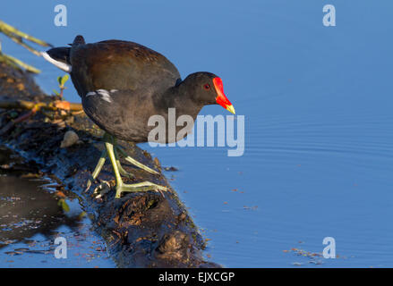 Gemeinsame Gallinule (Gallinula Galeata) in einem Sumpf gegen den ruhigen Wasser reflektierenden strahlend blauen Himmel, Brazos Bend State Park, müssen Stockfoto