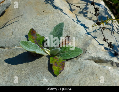 Eine kleine Pflanze wächst auf einem Felsen, nachdem ein schwieriges Leben Stockfoto