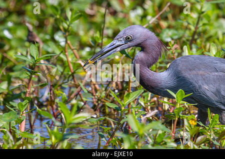 Little Blue Heron (Egretta Caerulea) mit gefangenen Garnelen in einem Sumpf, Brazos Bend State Park, Needville, Texas, USA. Stockfoto