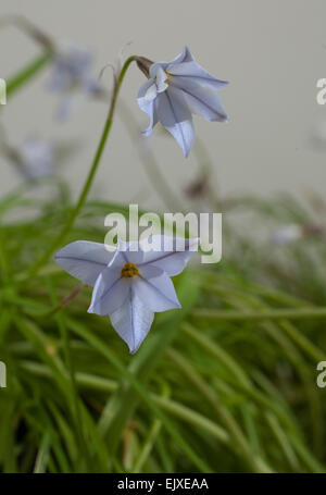 Kleine blau / lila Blume genannt Ipheion Uniflorum klug blau niedrig wachsende und leicht duftende Blüte im späten winter / Frühjahr Stockfoto