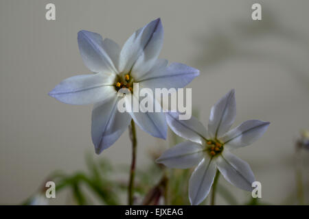 Kleine blau / lila Blume genannt Ipheion Uniflorum klug blau niedrig wachsende und leicht duftende Blüte im späten winter / Frühjahr Stockfoto