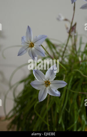 Kleine blau / lila Blume genannt Ipheion Uniflorum klug blau niedrig wachsende und leicht duftende Blüte im späten winter / Frühjahr Stockfoto