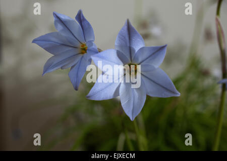 Kleine blau / lila Blume genannt Ipheion Uniflorum klug blau niedrig wachsende und leicht duftende Blüte im späten winter / Frühjahr Stockfoto