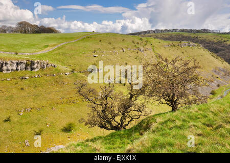 Weißdorn-Bäume am Hang in Lathkill Dale im Peak District. Frühling Sonne auf diese dramatische Kalksteinlandschaft. Stockfoto