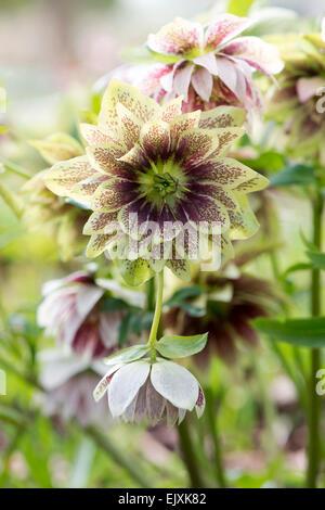 Helleborus × Hybridus Harvington doppelte gesprenkelt. Nieswurz. Fastenzeit rose Stockfoto